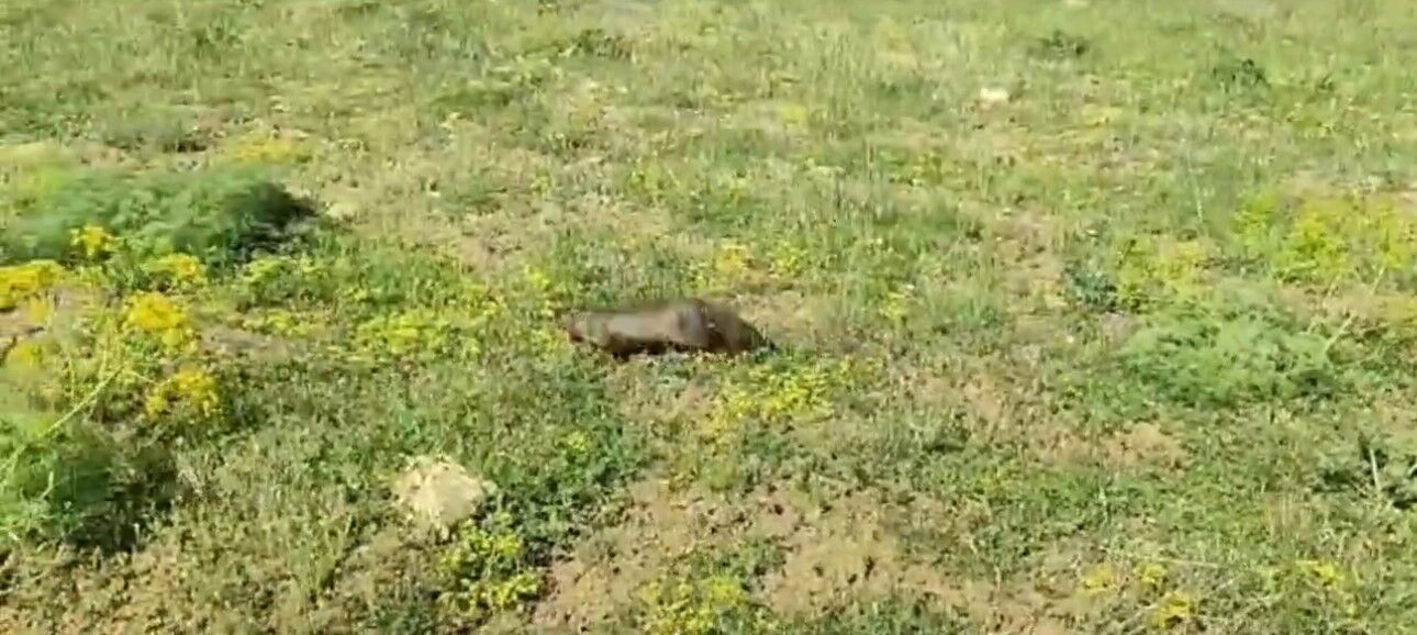 Dev çukurda mahsur kalan sansar kurtarıldı