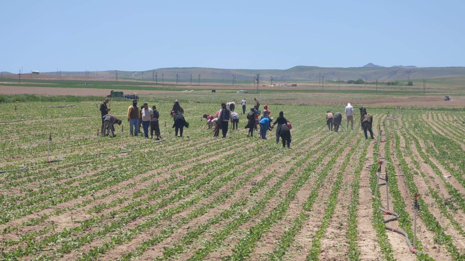 Mevsimlik tarım işçileri ekmek parası için ter döküyor