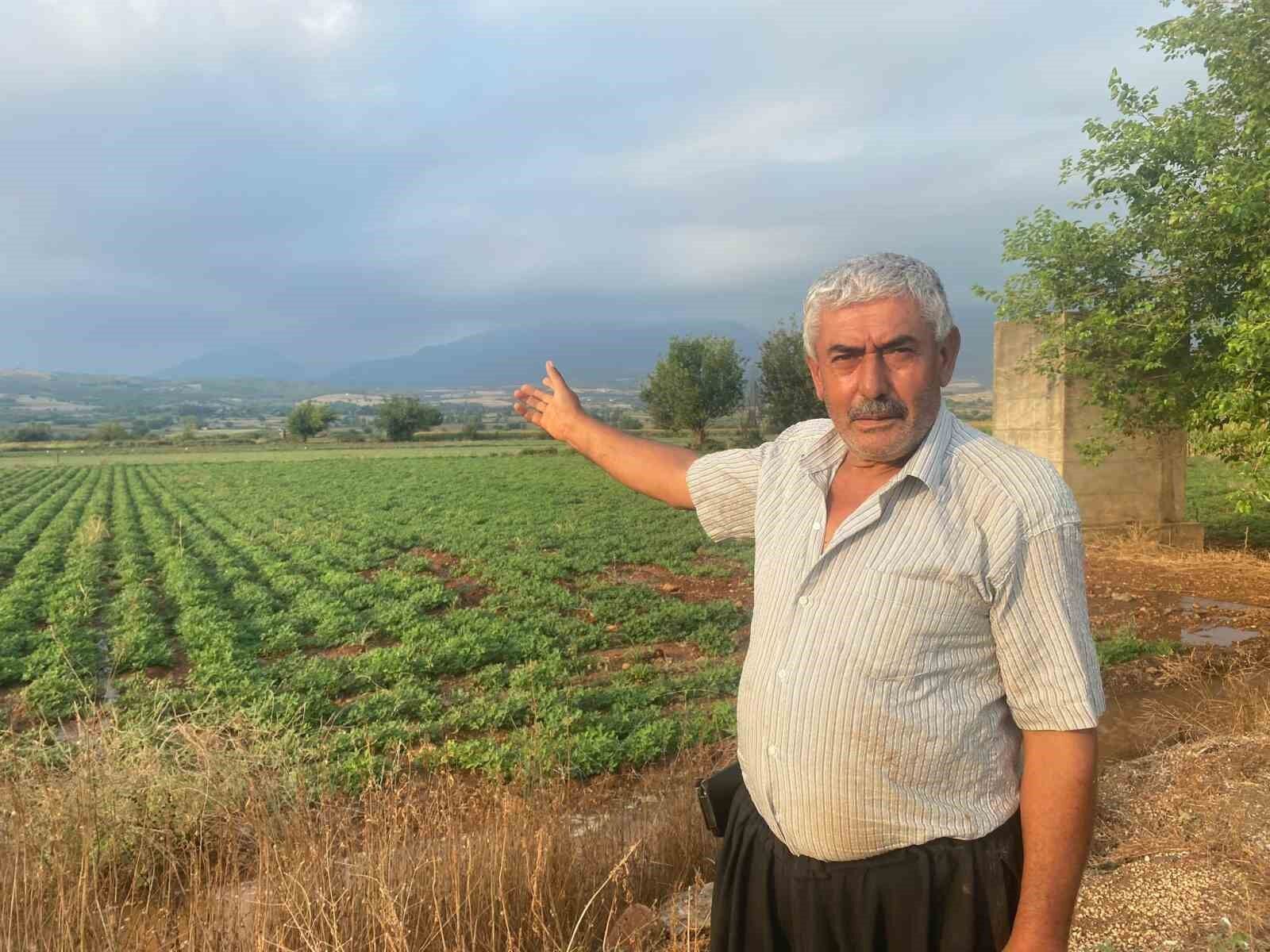 Çiftçilerin imdadına kuşlar yetişti