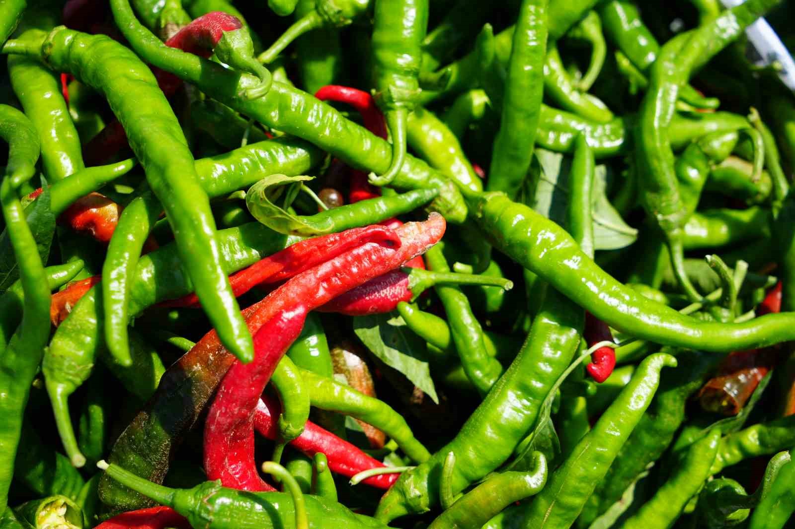 Edirne’de kavurucu sıcaklar Karaağaç biberinde hasadı geciktirdi