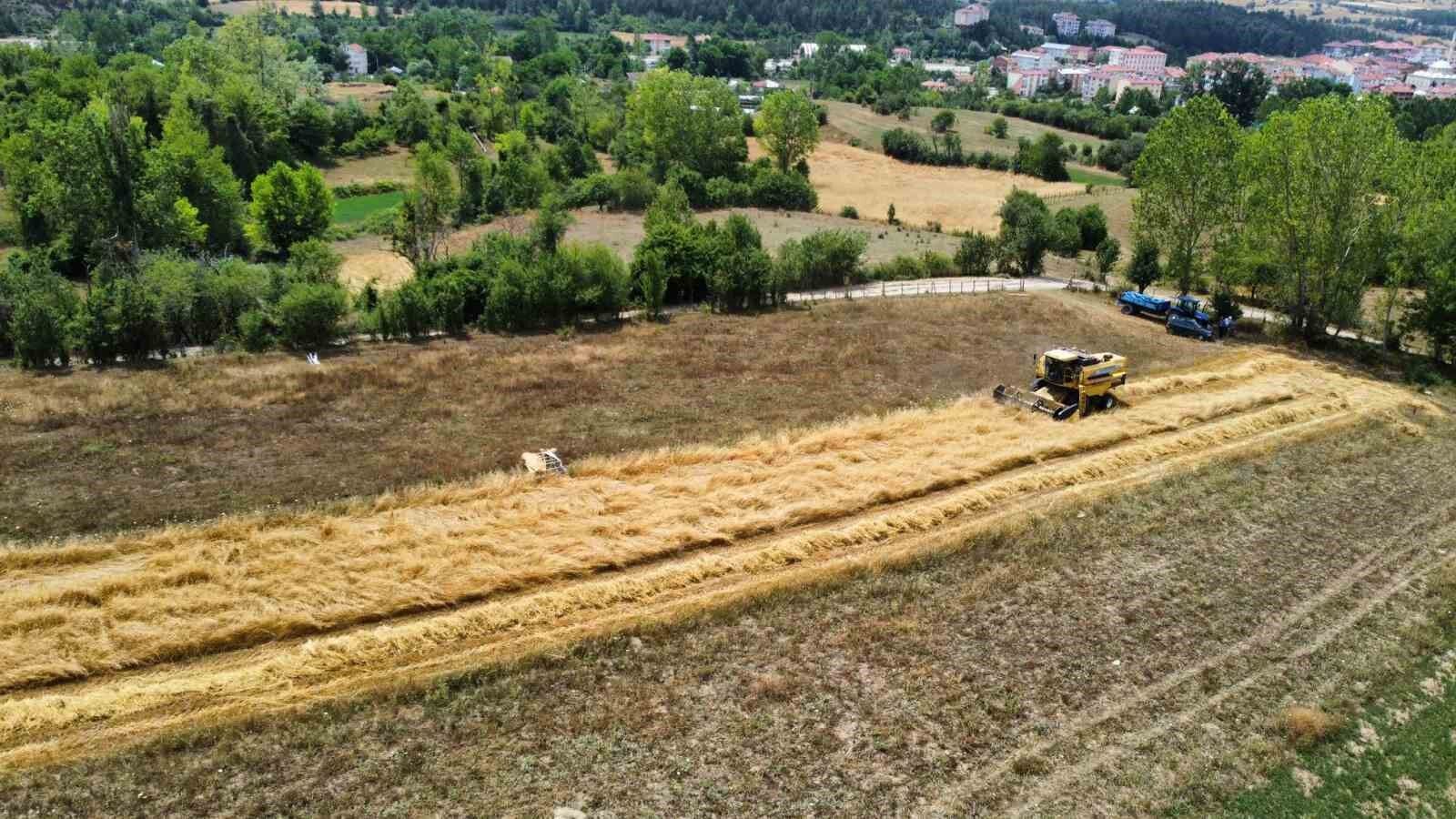 Buğdayın atası ’siyez’de hasat dönemi başladı