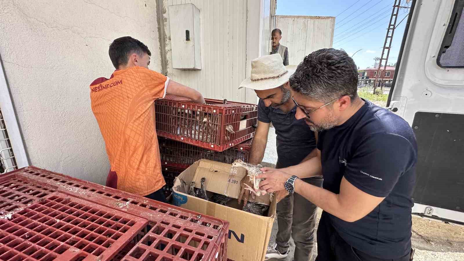 Yüksekova’da 5 bin kanatlı hayvan dağıtıldı