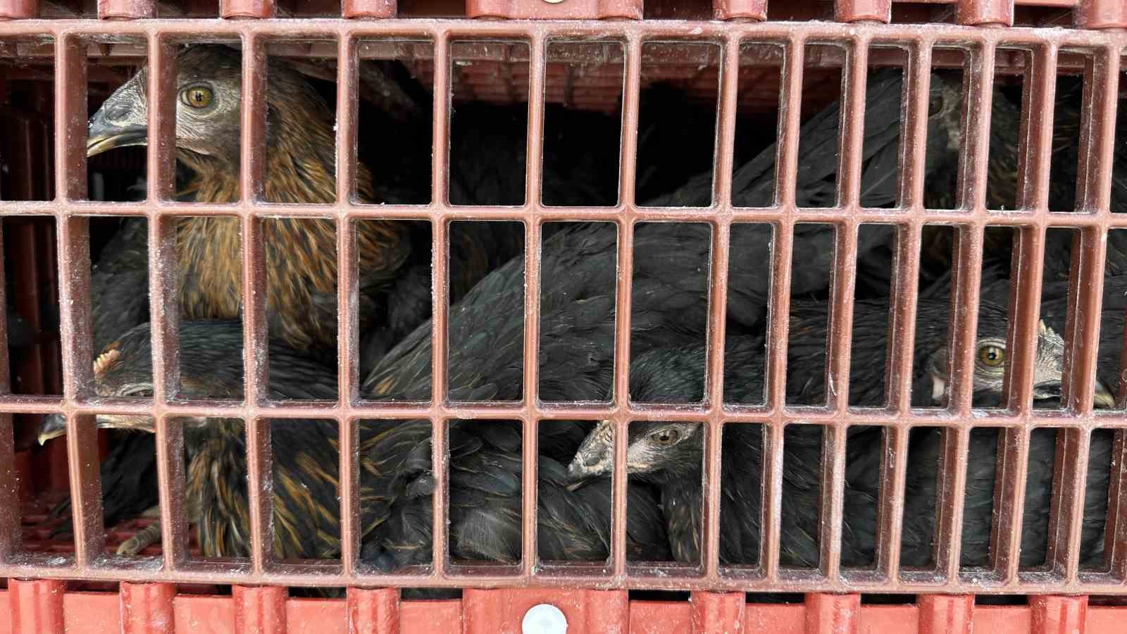 Yüksekova’da 5 bin kanatlı hayvan dağıtıldı