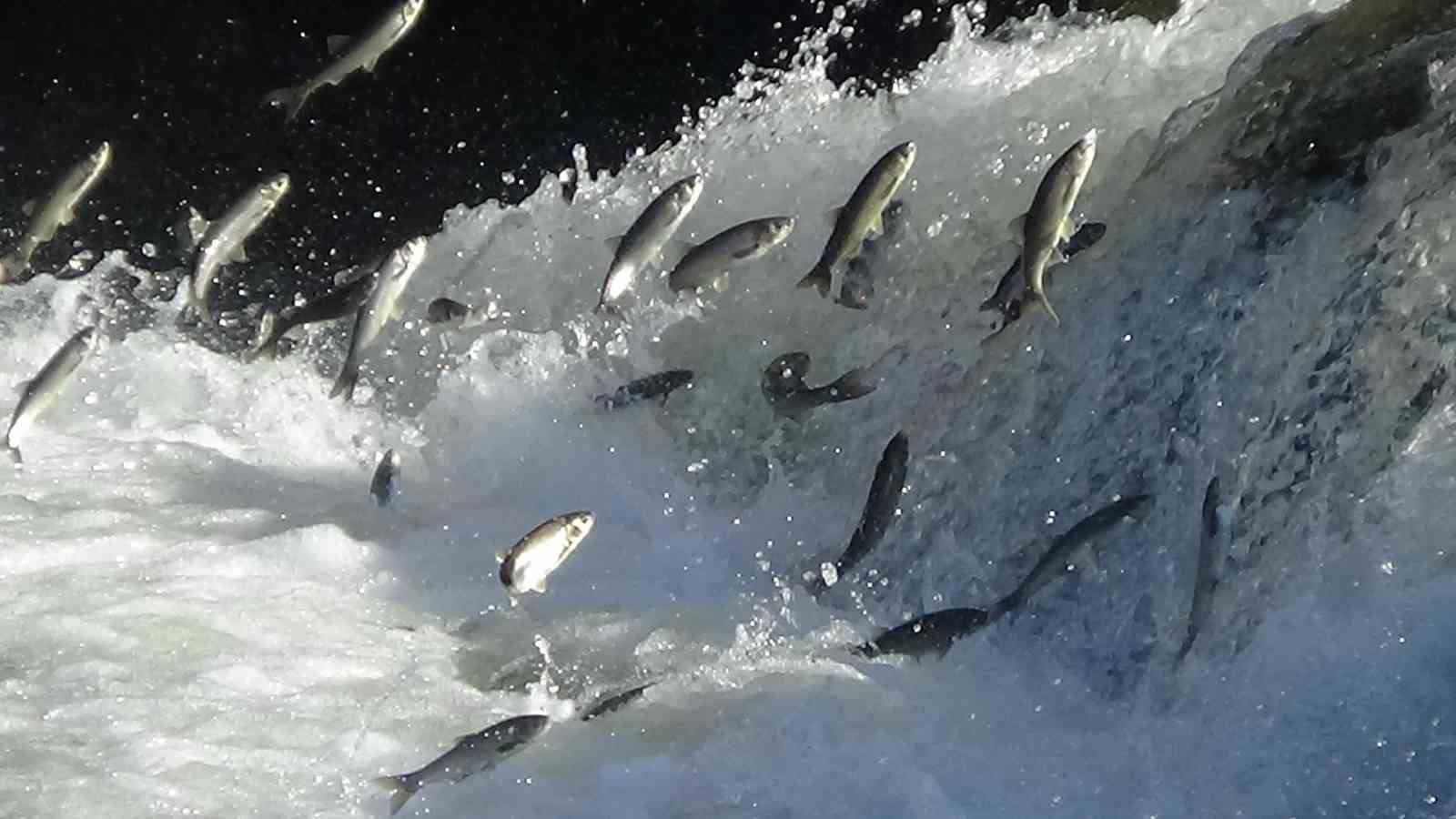 Van Gölü’nde balıkçılar ağlarını suya bıraktı