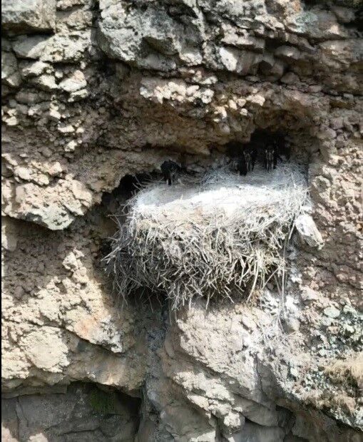 Türkiye’de nadir bulunan ’kara leylekler’ Bingöl’de ilk defa dron ile görüntülendi