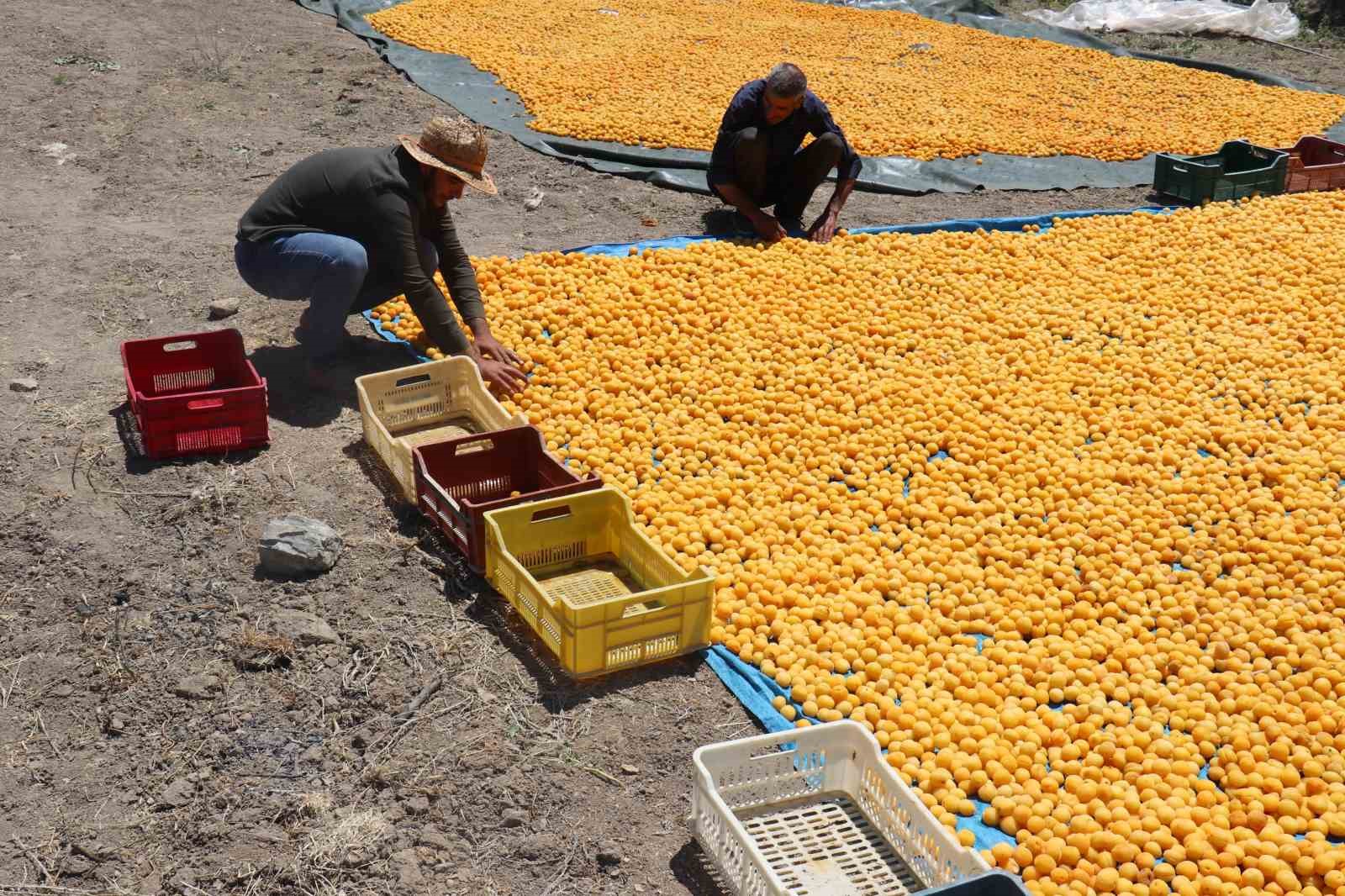 Kayısının dalından 115’den fazla ülkeye ihracat