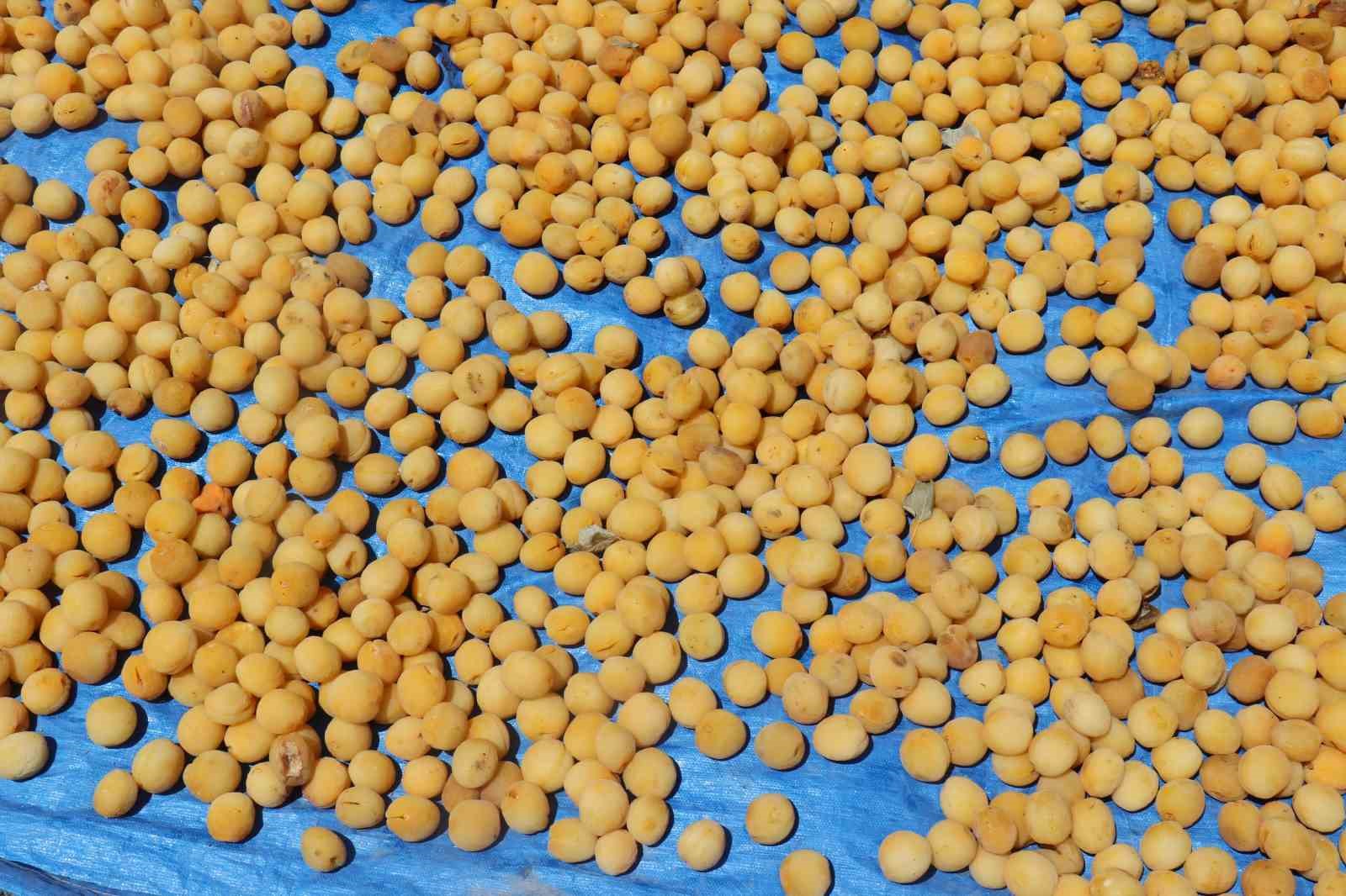 Kayısının dalından 115’den fazla ülkeye ihracat