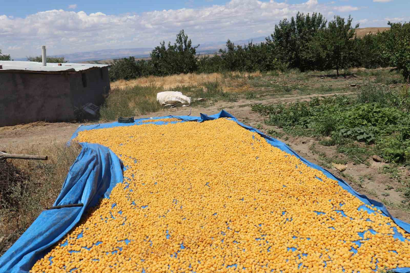 Kayısının dalından 115’den fazla ülkeye ihracat