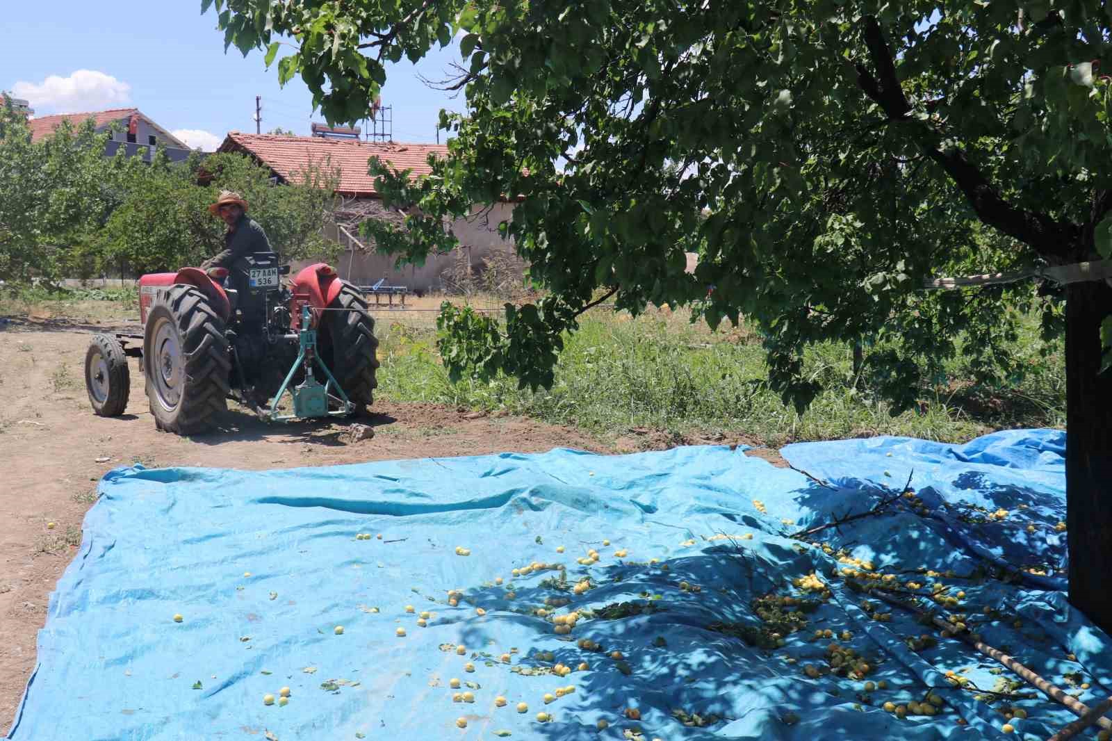 Kayısının dalından 115’den fazla ülkeye ihracat