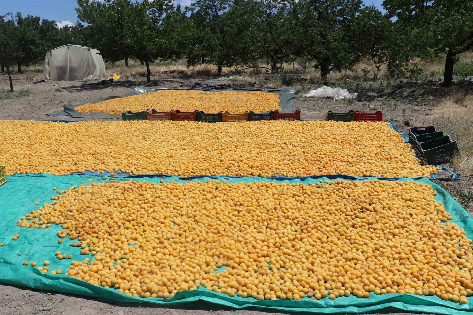 Kayısının dalından 115’den fazla ülkeye ihracat