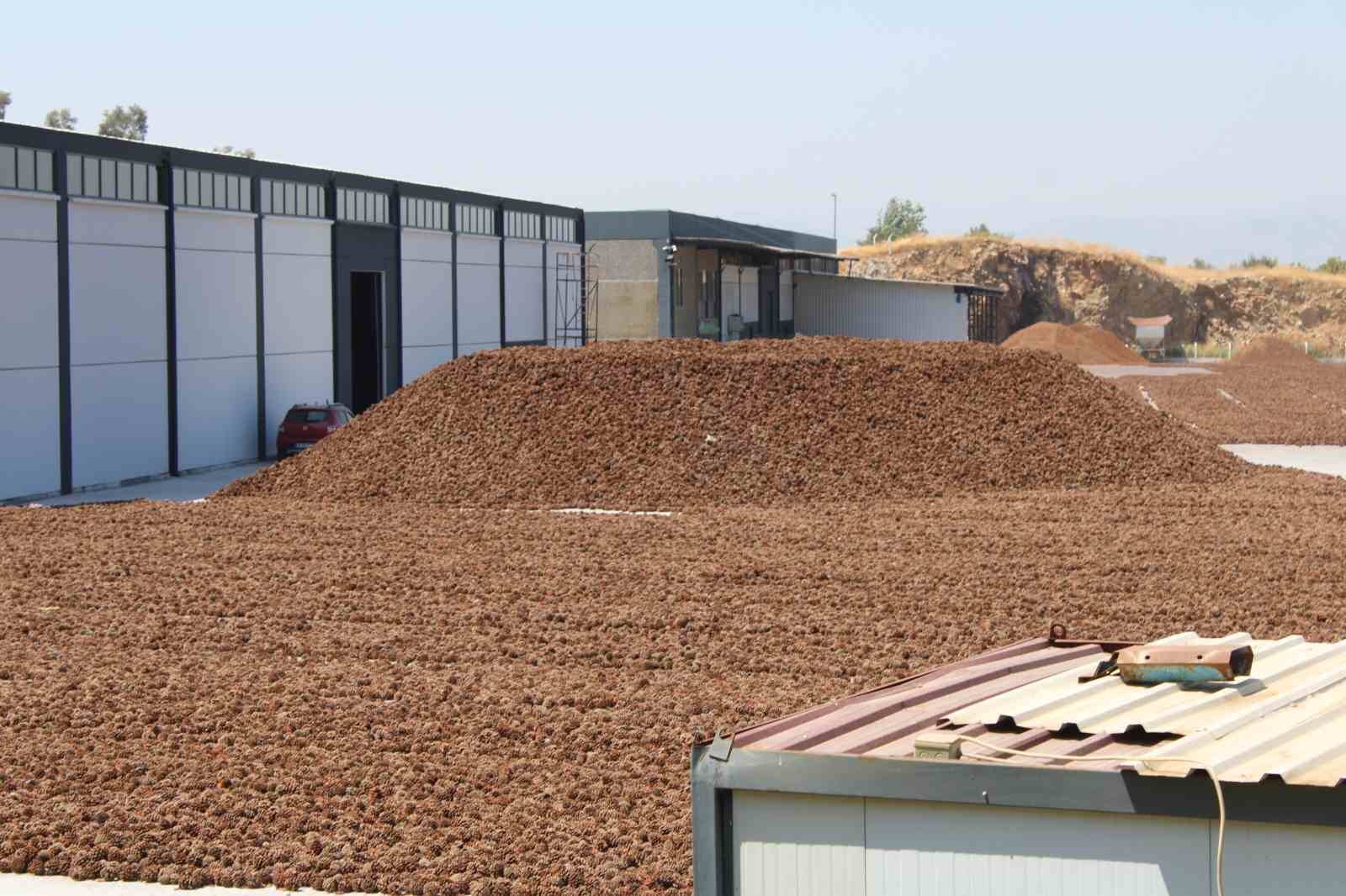 Aydın’ın sıcağı ekonomiye dönüştürülüyor