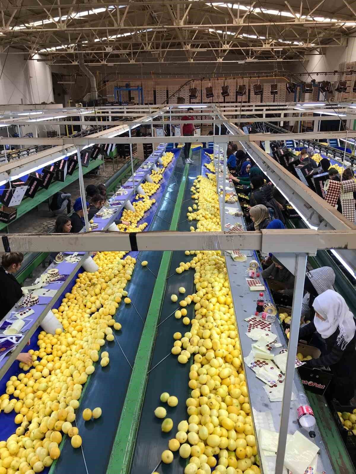 Yaş meyve sebze ve meyve sebze mamulleri ihracatı 6 ayda 3 milyar doları aştı