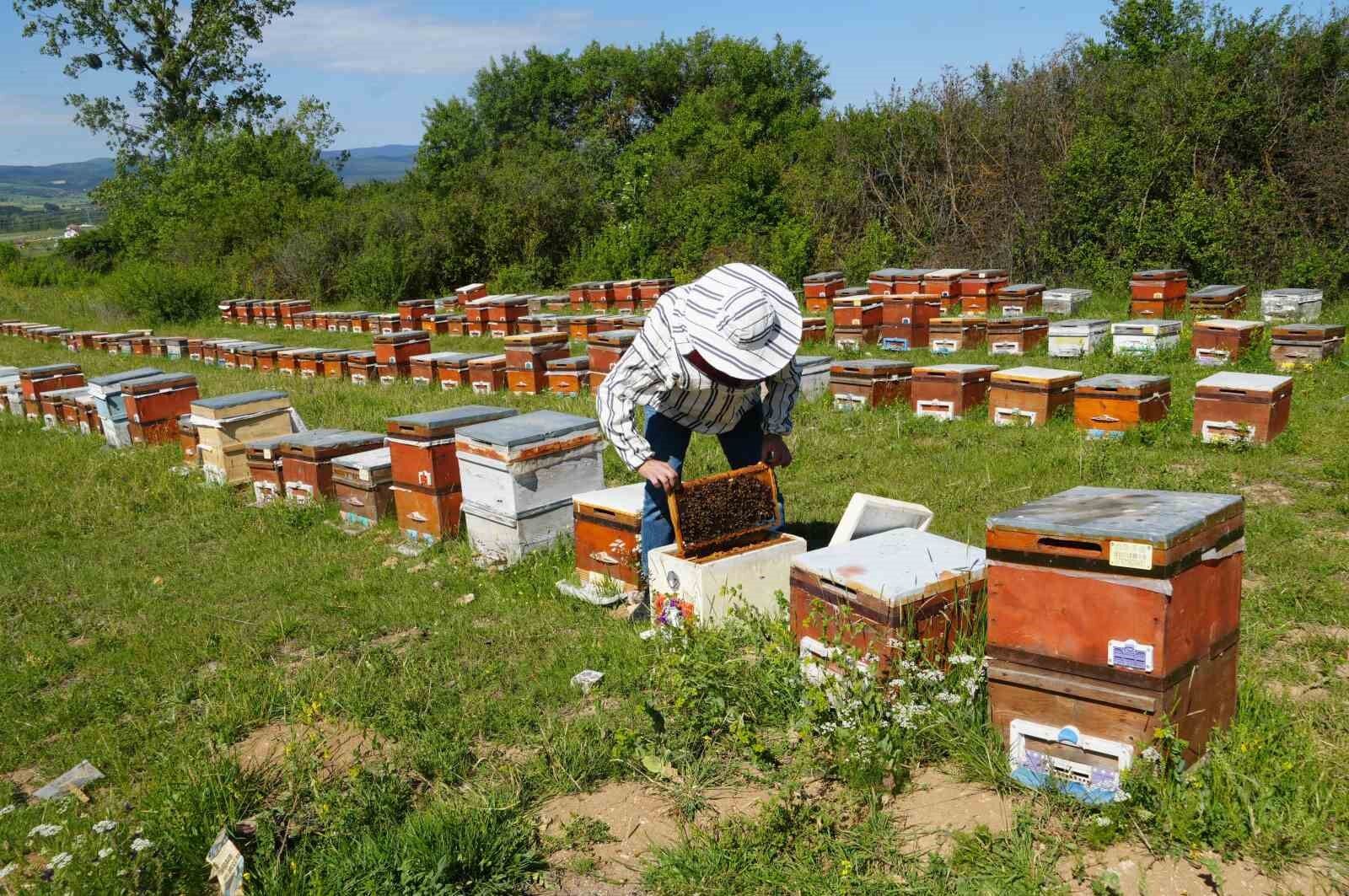 Kastamonu’da kestane balına gal arısı darbesi: Üretimi yüzde 75 düşürdü