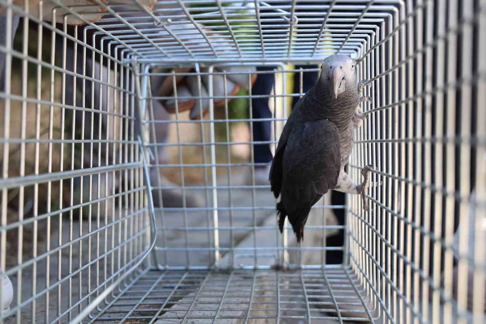 Elazığ’da ’Kübra’ diye seslenen papağan bulundu, sahibine ulaşılmaya çalışılıyor