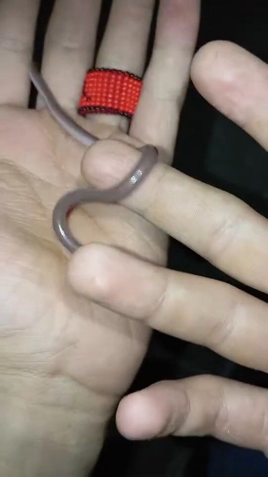 Buldukları yavru yılanı ellerine alıp oynadılar