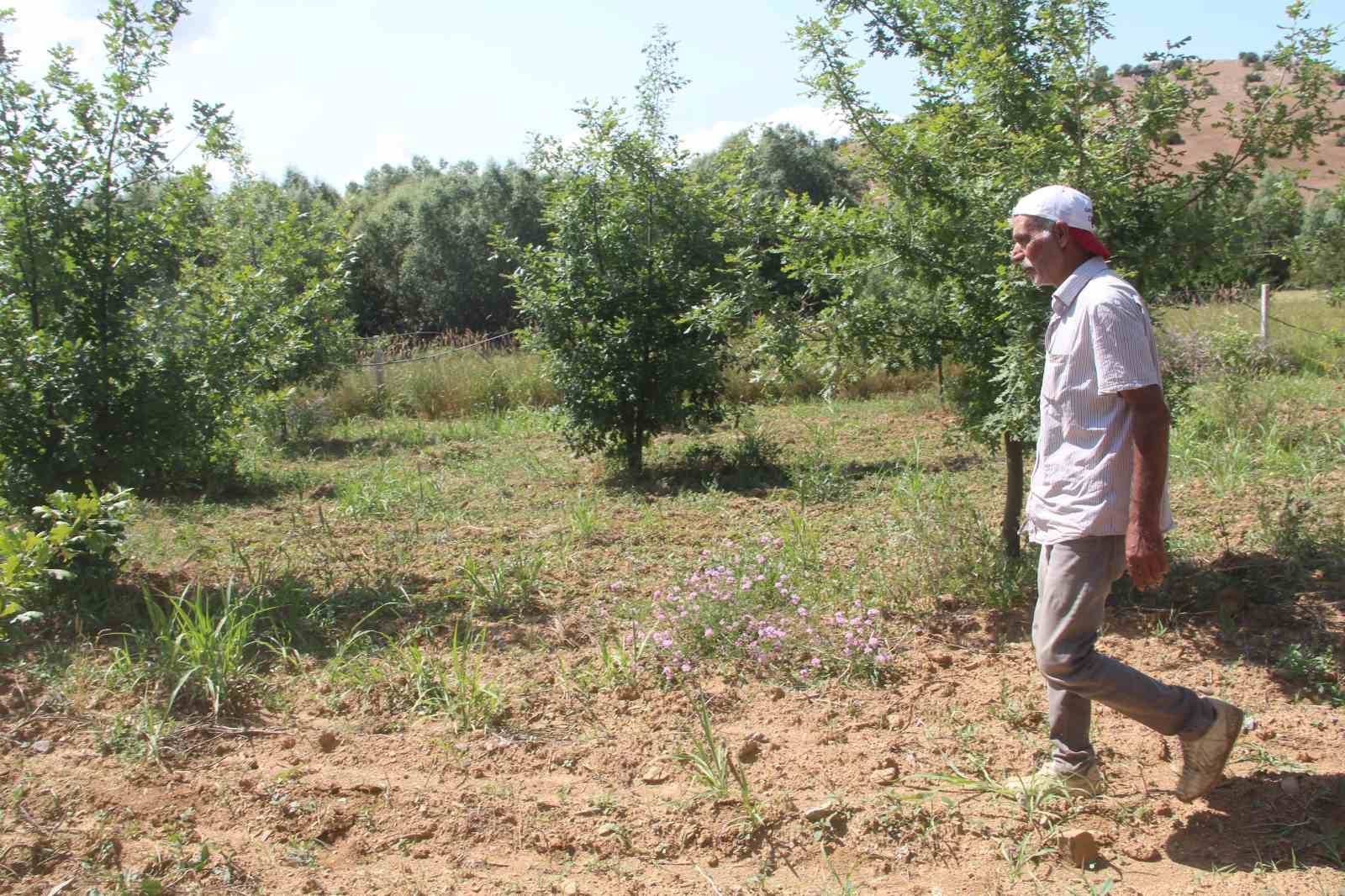 3 dönüme trüf mantarı ekmişti, ilk hasadını yaptı