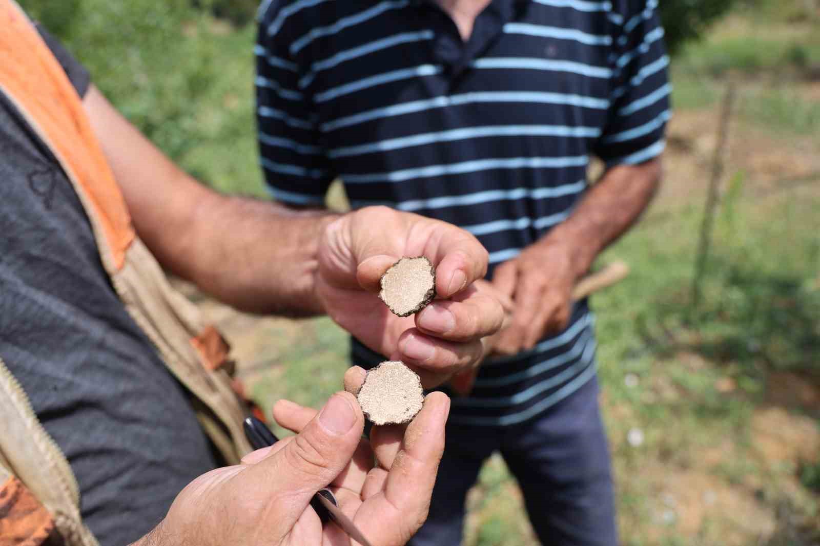 3 dönüme trüf mantarı ekmişti, ilk hasadını yaptı