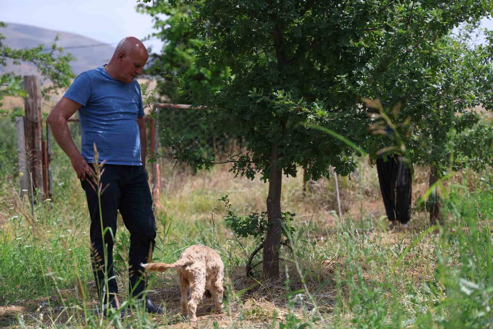 3 dönüme trüf mantarı ekmişti, ilk hasadını yaptı