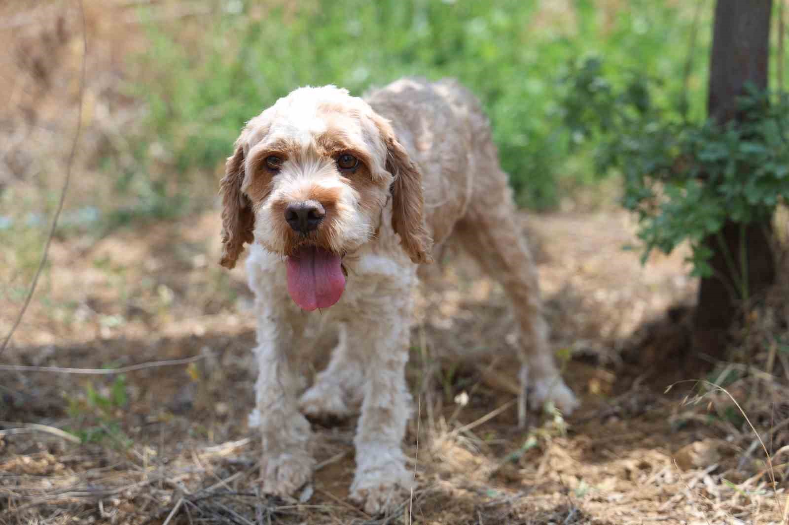 3 dönüme trüf mantarı ekmişti, ilk hasadını yaptı