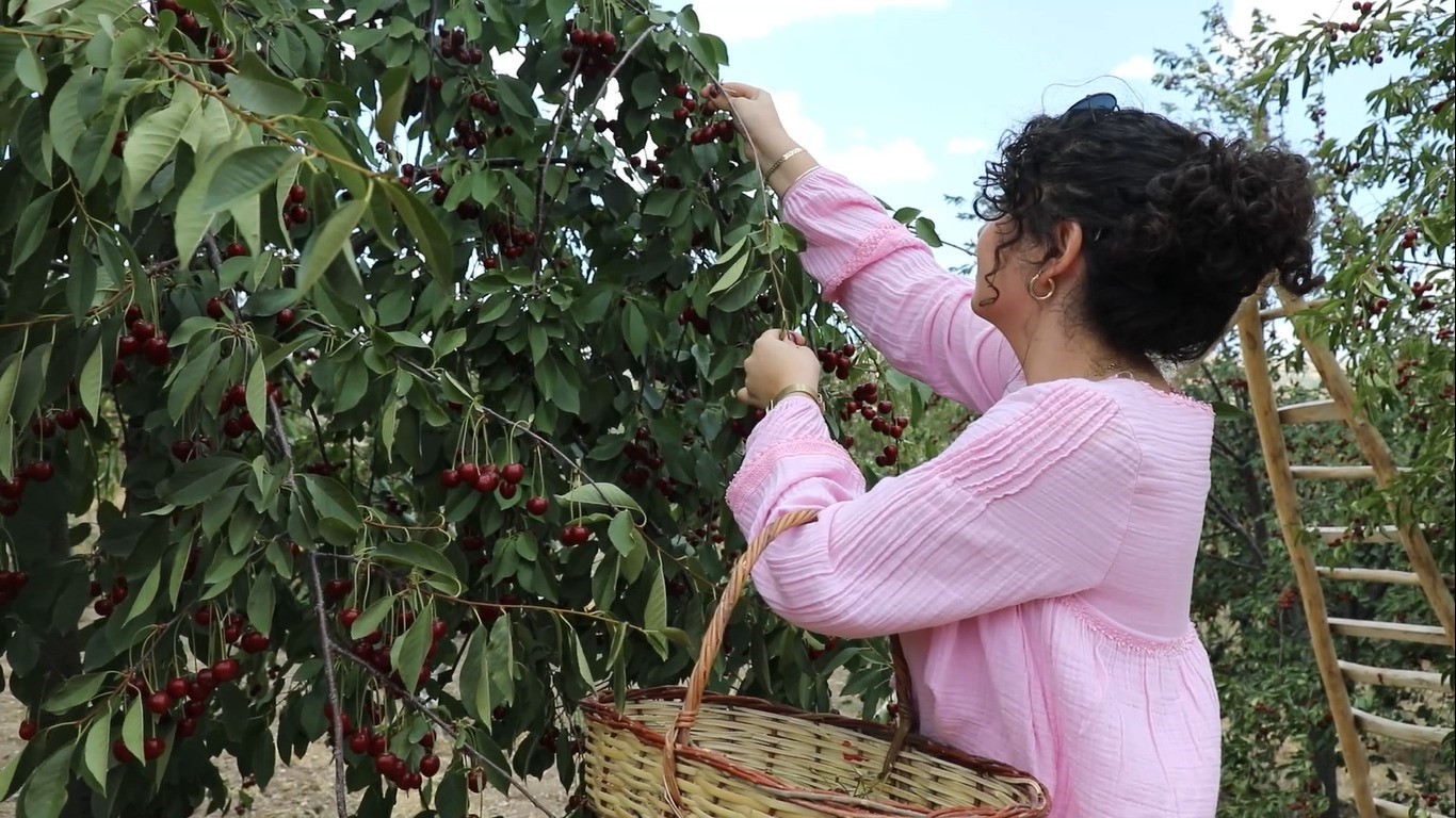 Ankara’da coğrafi işaretli vişnenin hasadı başladı