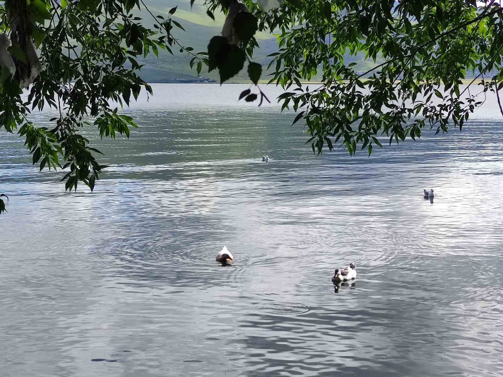 Çocuklar Çıldır Gölü’nde serinliyor