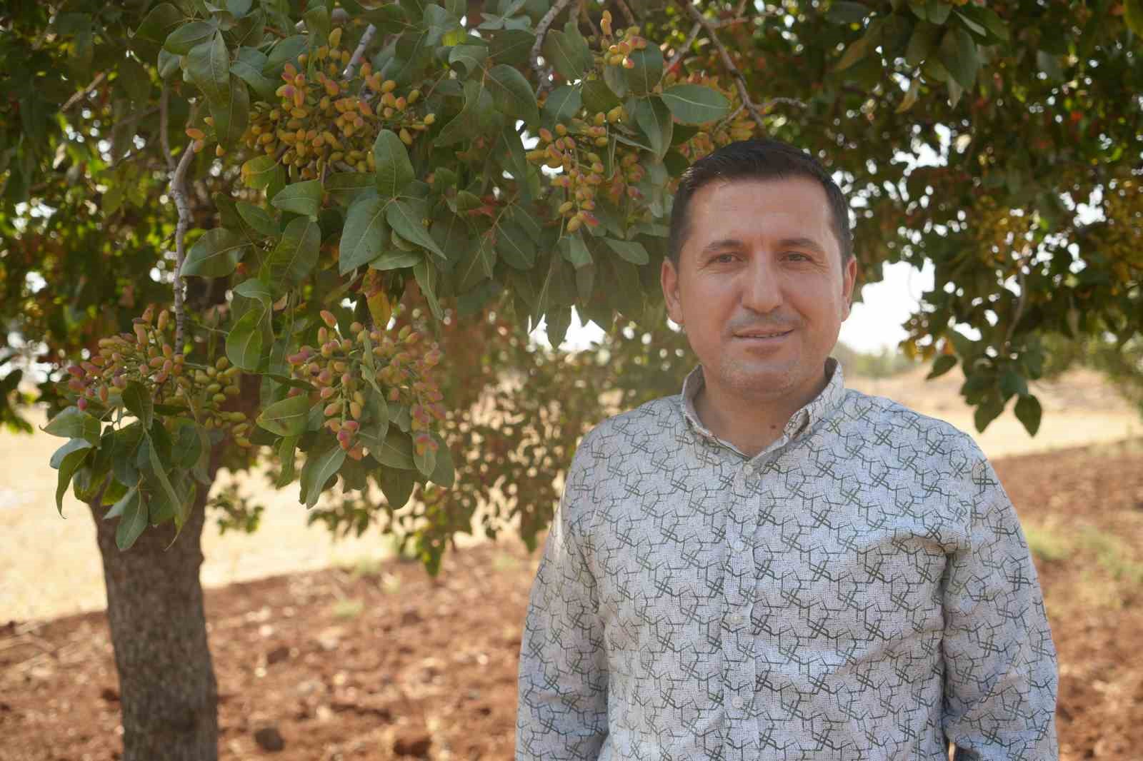 Kilis’te fiyatı altın ile yarışan boz fıstığın hasadı başladı