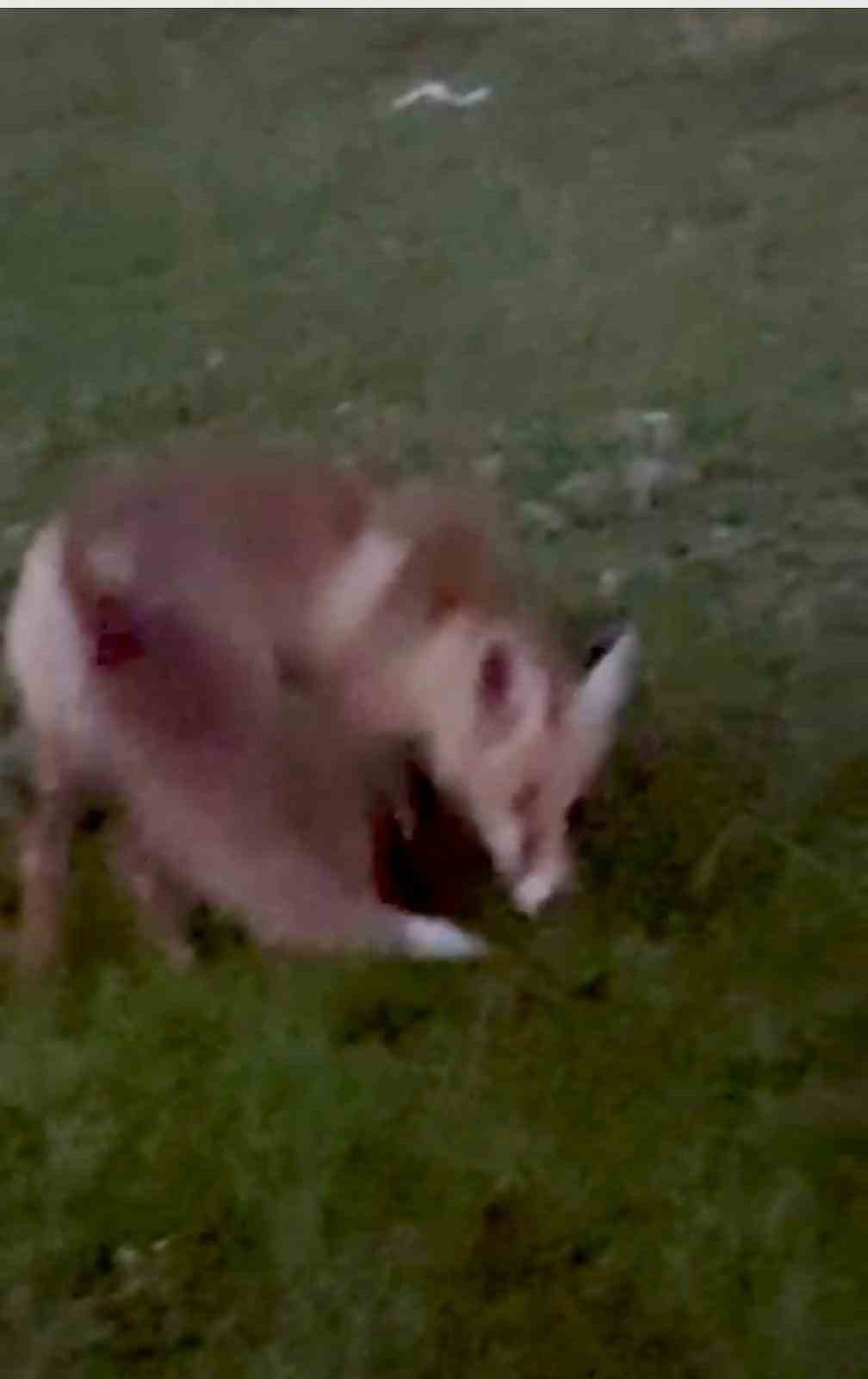 Kars’ta kuyruğuyla oynayan tilki kamerada