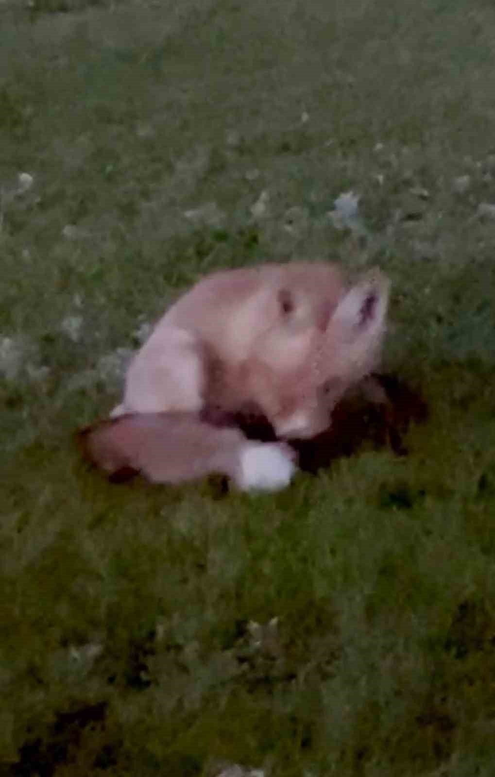 Kars’ta kuyruğuyla oynayan tilki kamerada