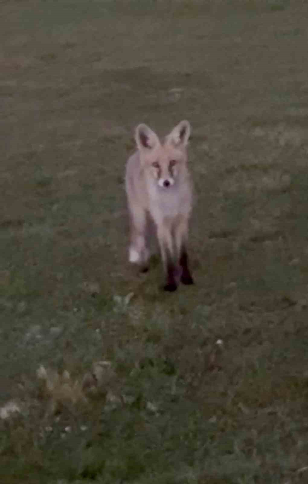 Kars’ta kuyruğuyla oynayan tilki kamerada