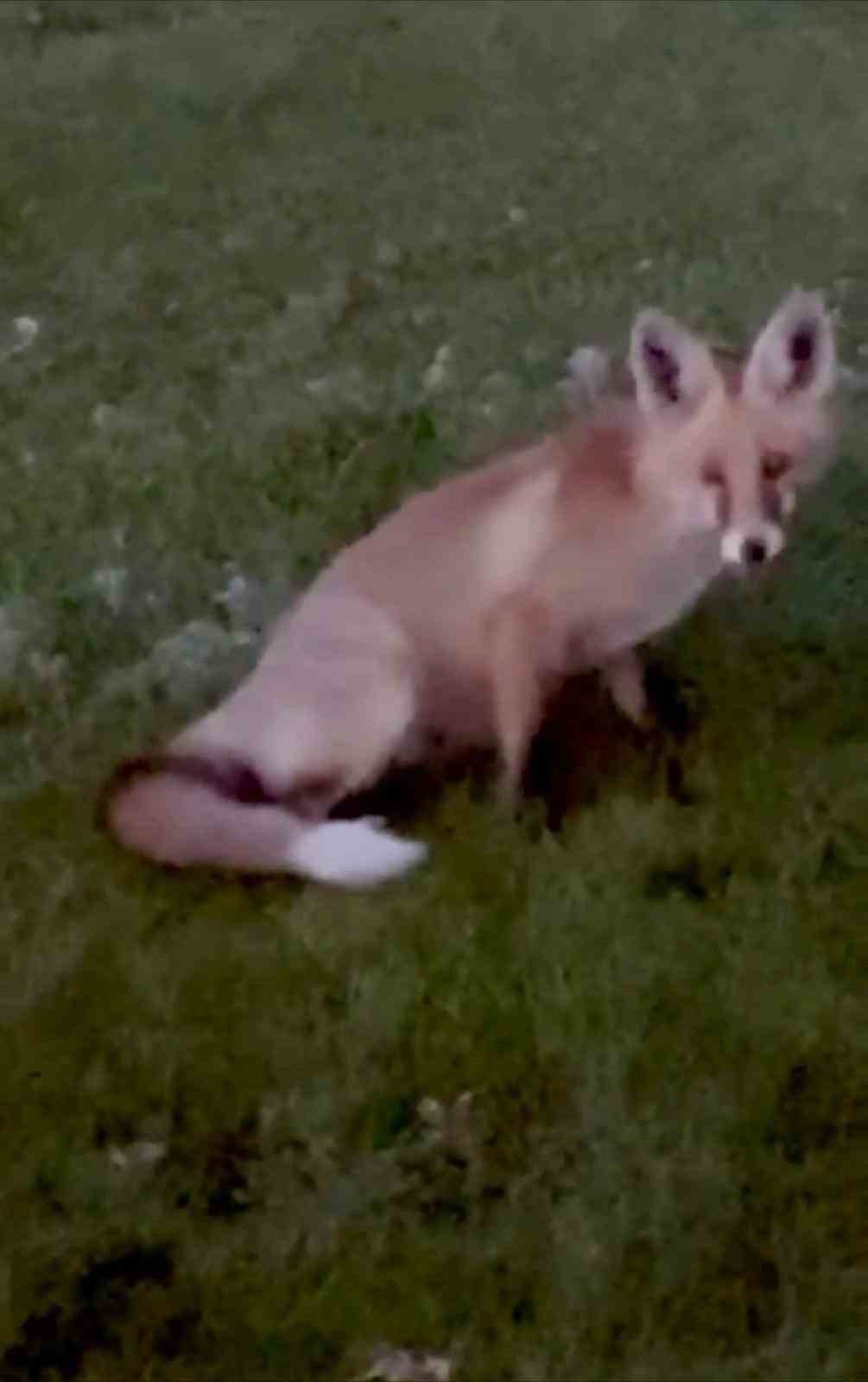 Kars’ta kuyruğuyla oynayan tilki kamerada