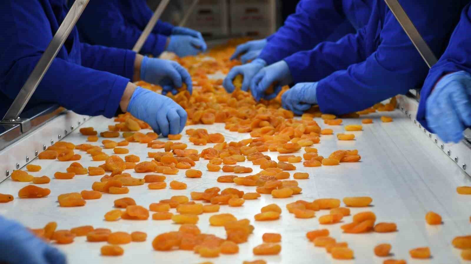 Malatya’da kayısı fiyatlarında istikrar arayışı