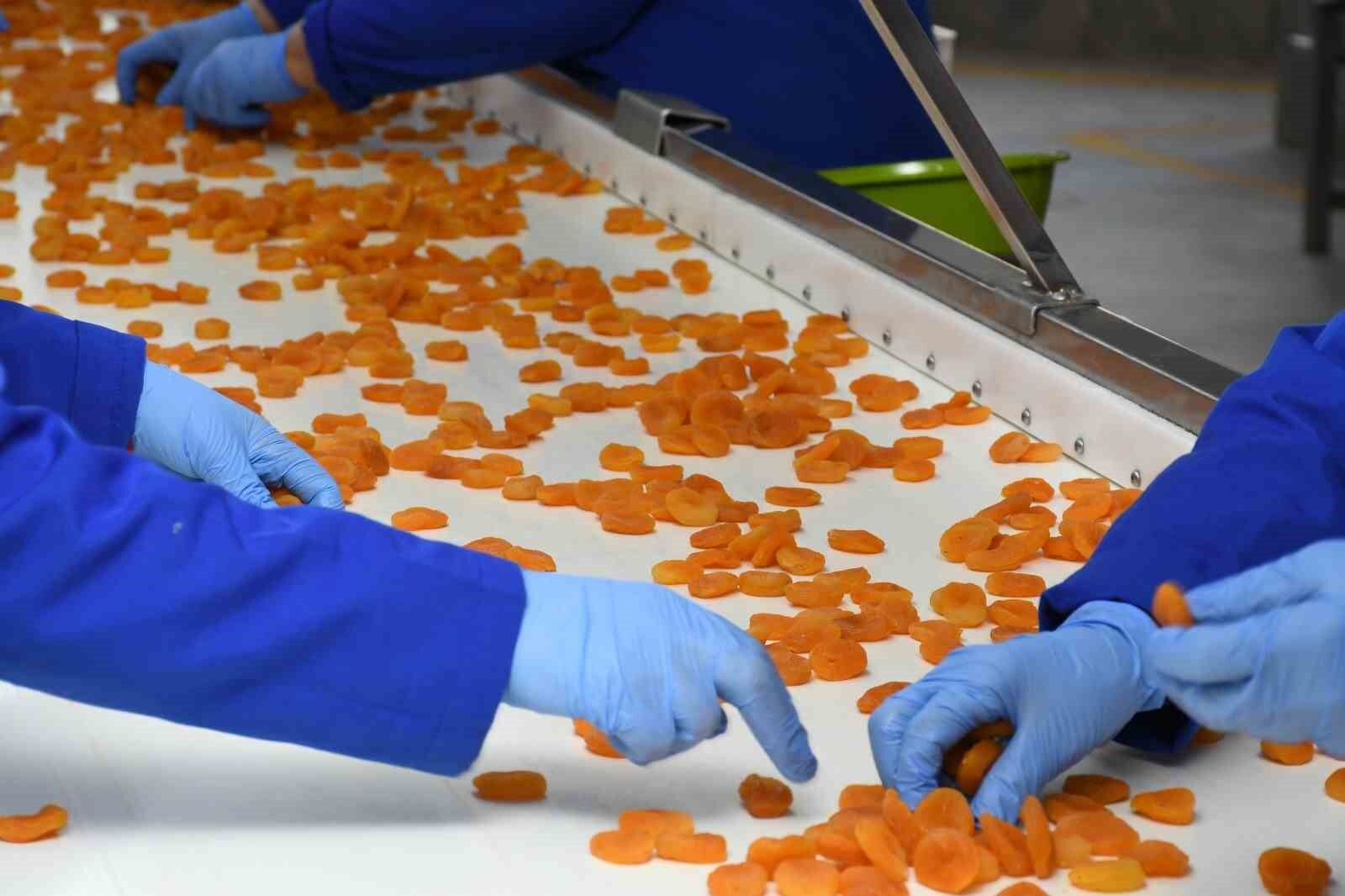 Malatya’da kayısı fiyatlarında istikrar arayışı