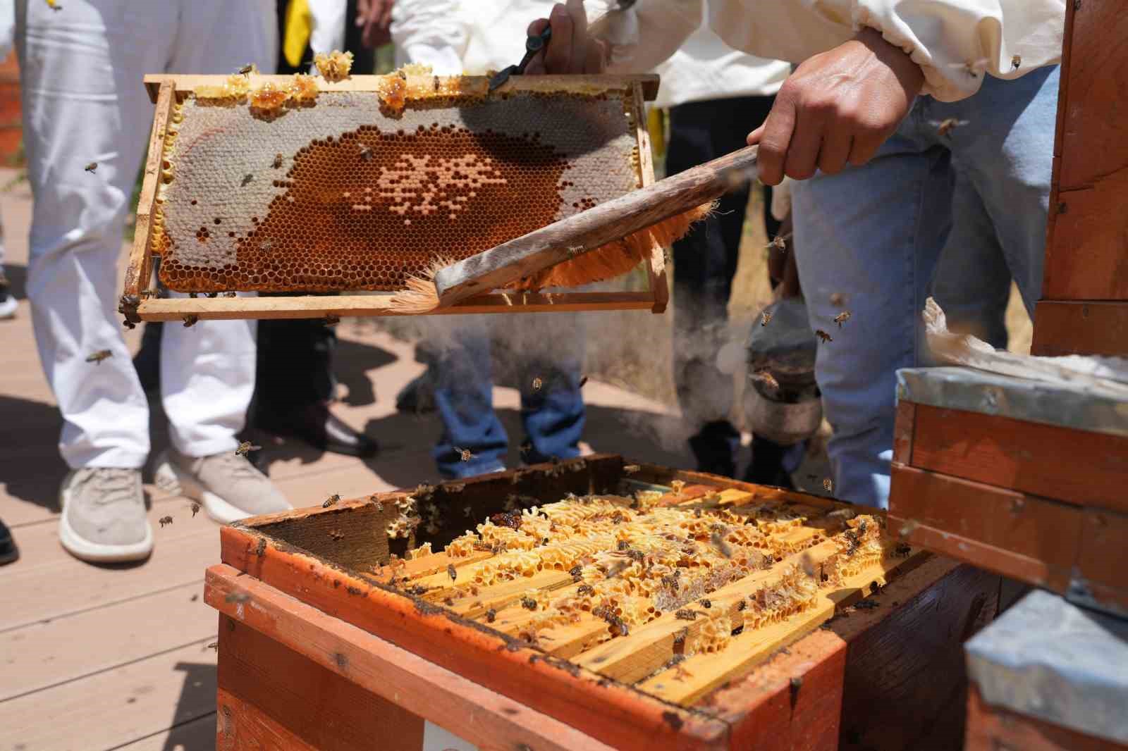 Bingöl’de bal hasadı başladı