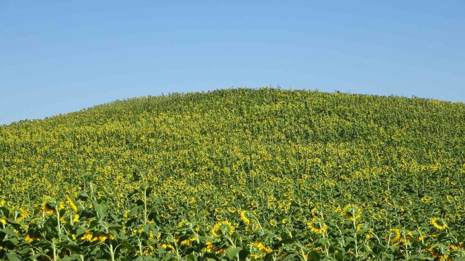 Ayçiçeği tarlaları hasat için gün sayıyor