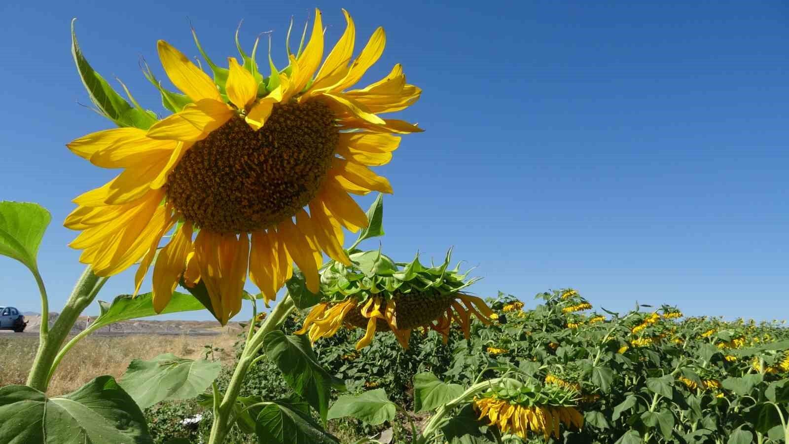 Ayçiçeği tarlaları hasat için gün sayıyor
