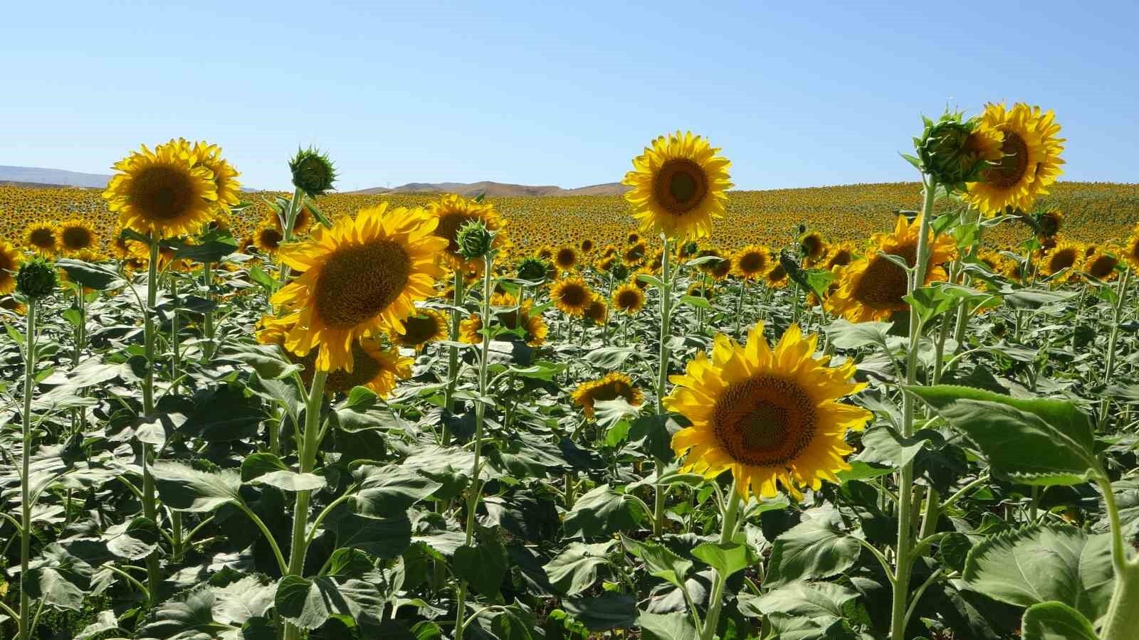 Ayçiçeği tarlaları hasat için gün sayıyor