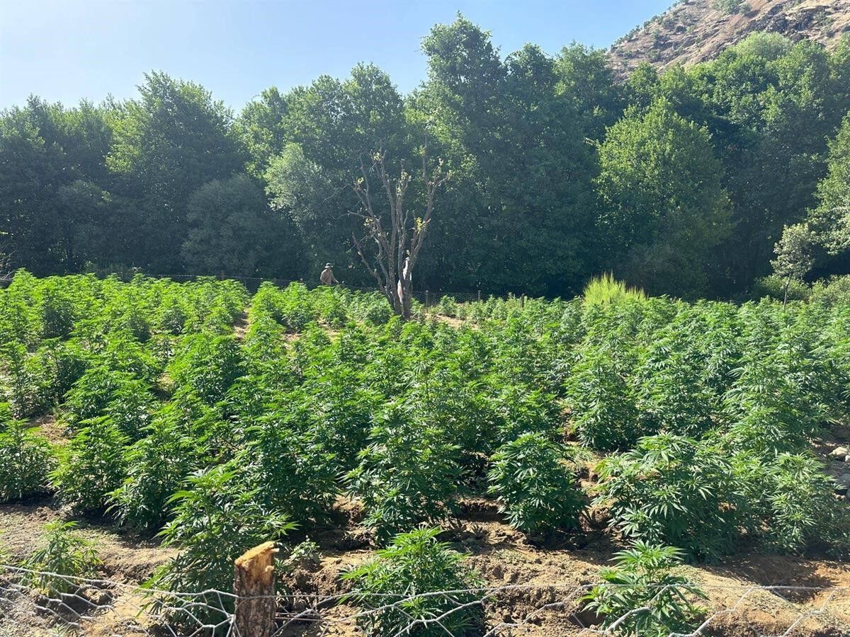 Bingöl’de uyuşturucu operasyonu: 105 bin kök kenevir ele geçirildi