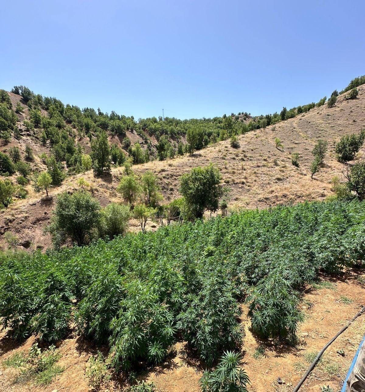 Bingöl’de uyuşturucu operasyonu: 105 bin kök kenevir ele geçirildi