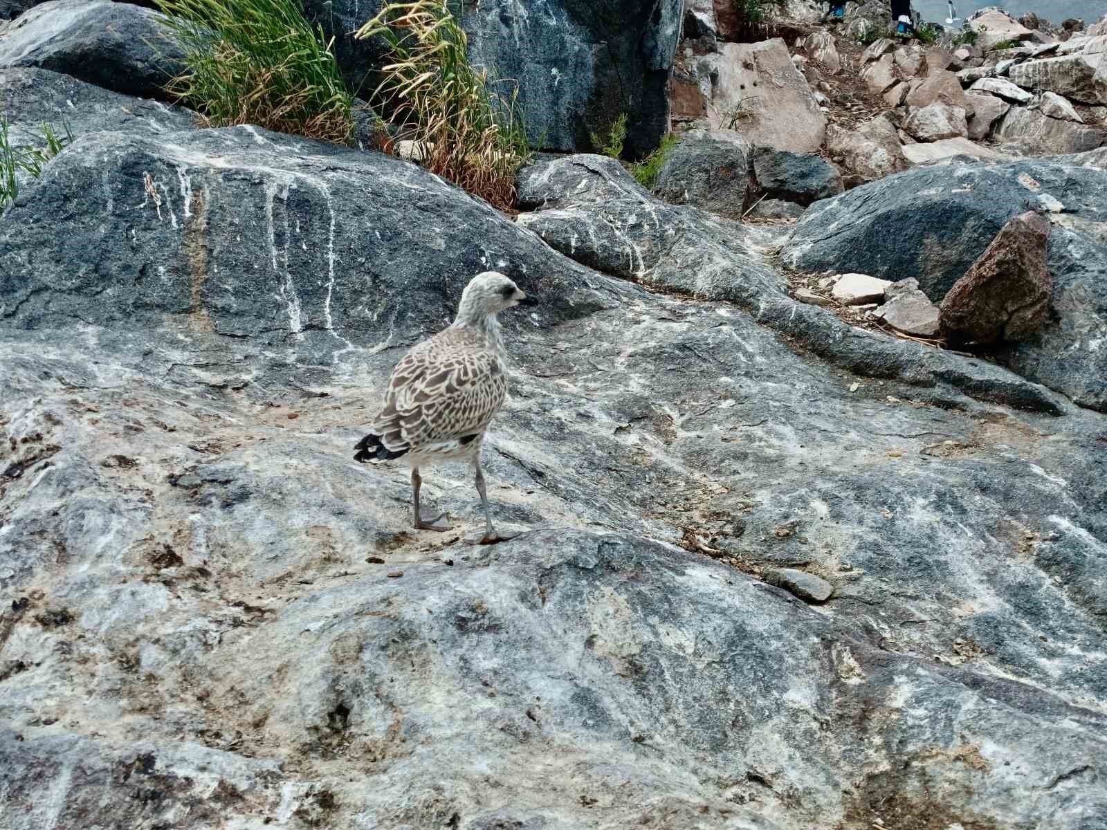 2 bin 241 rakımda yüzlerce kuşa ev sahipliği yapıyor