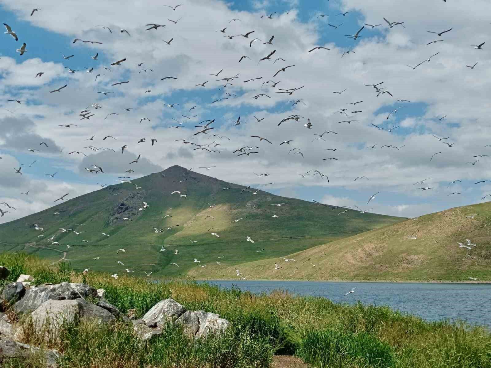 2 bin 241 rakımda yüzlerce kuşa ev sahipliği yapıyor