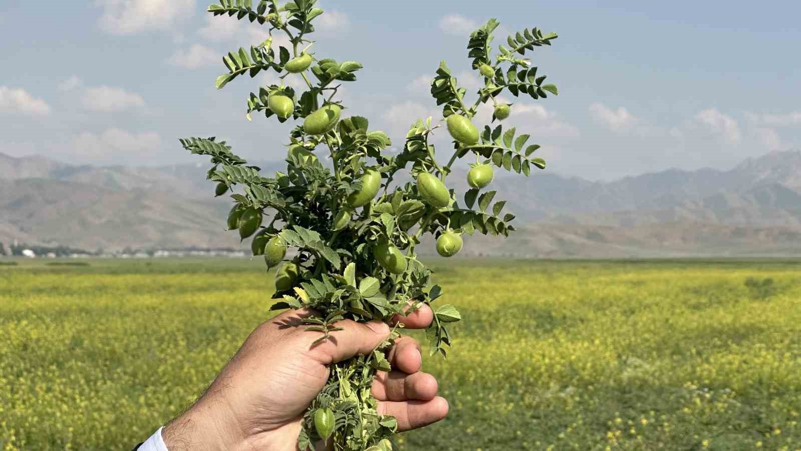 Yüksekova’da nohut bereketi