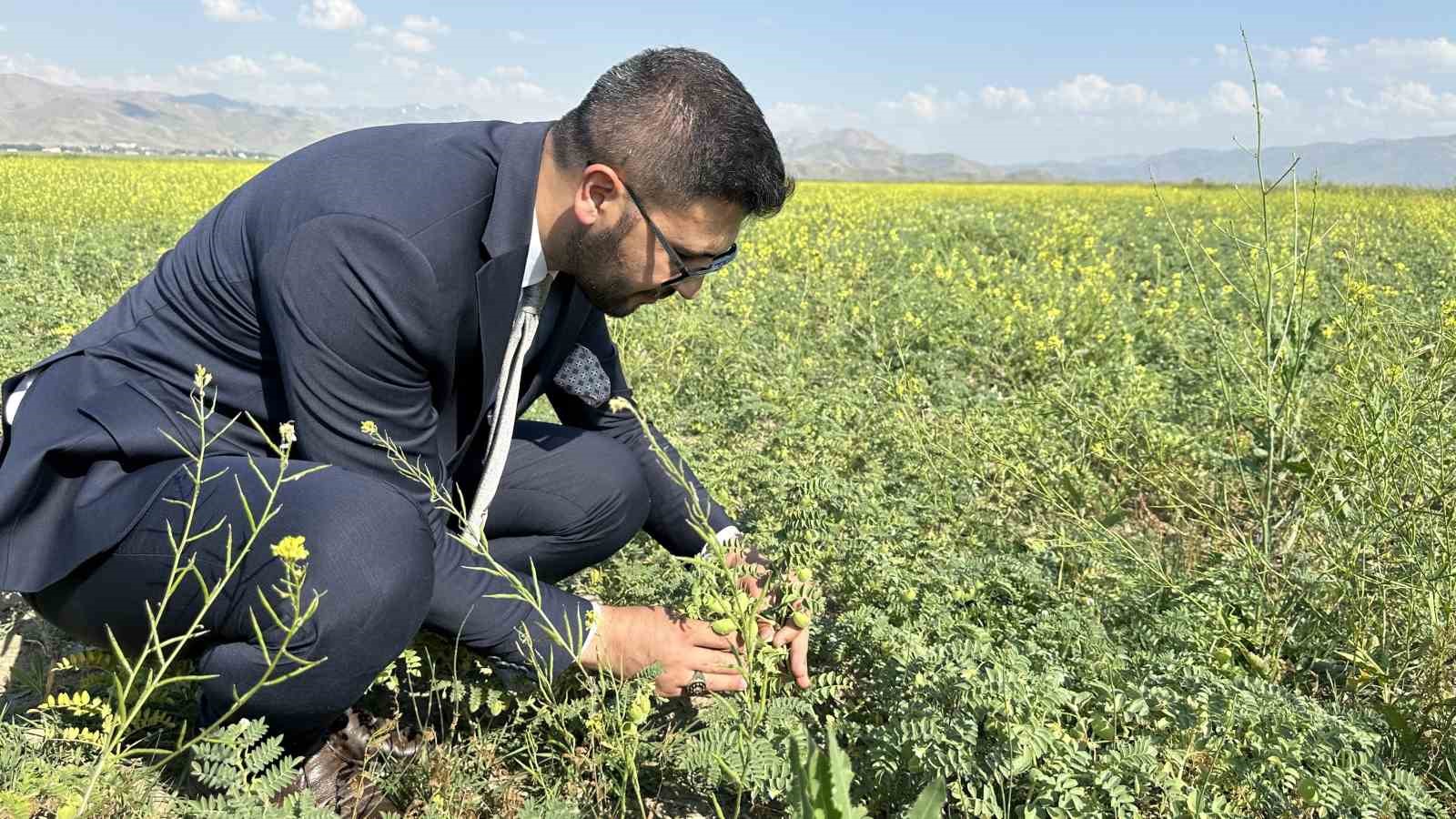 Yüksekova’da nohut bereketi