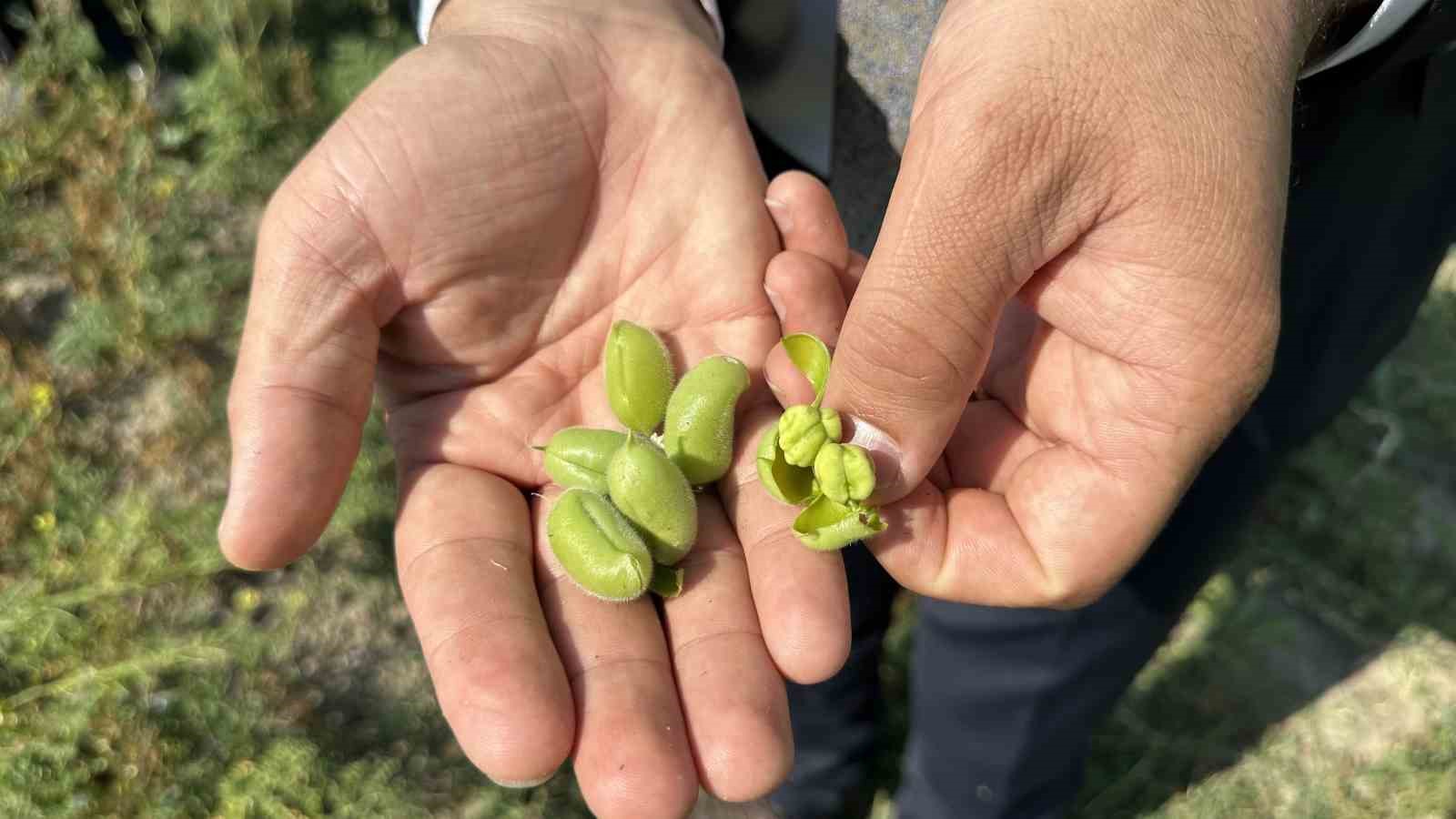 Yüksekova’da nohut bereketi