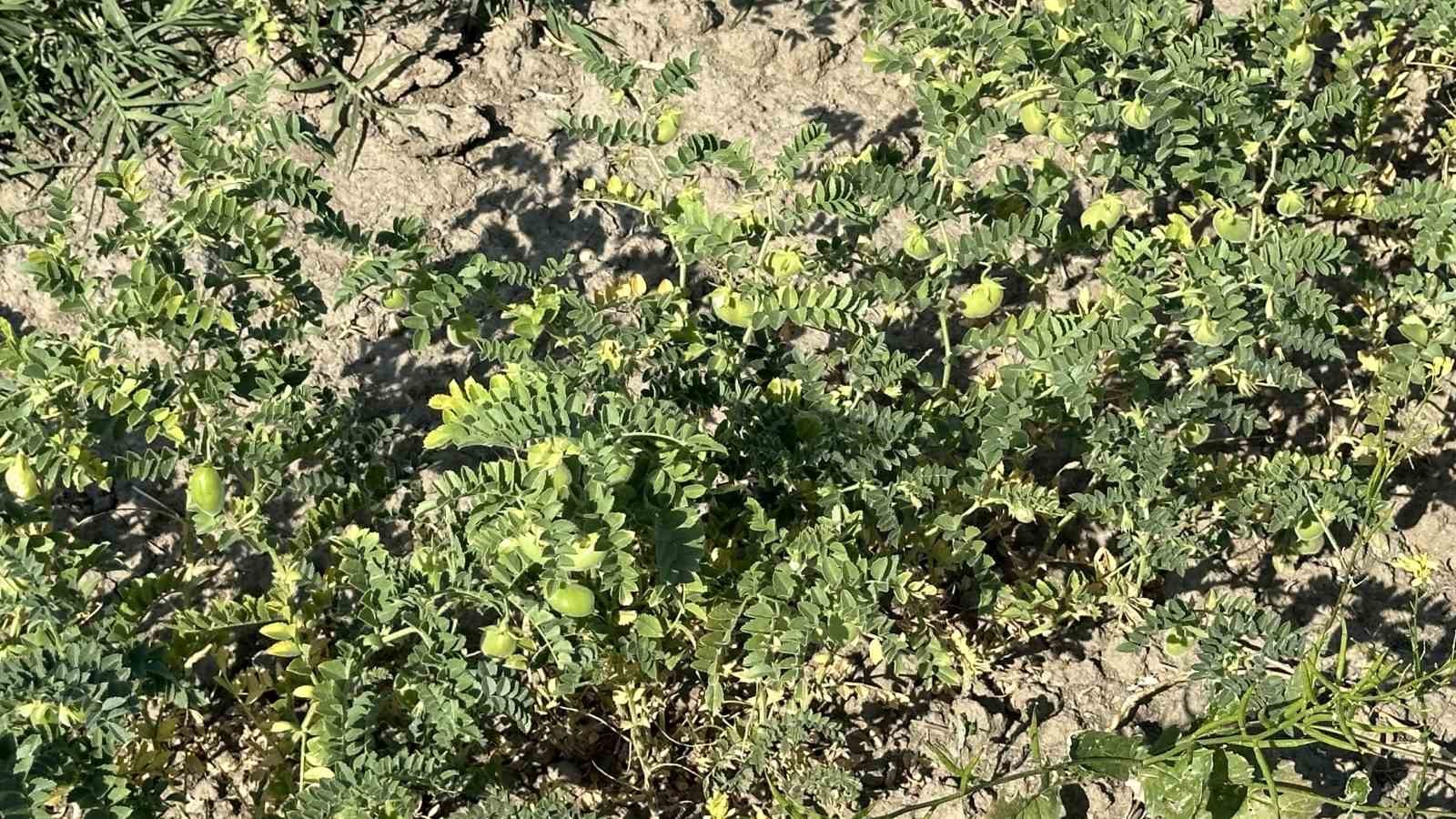 Yüksekova’da nohut bereketi