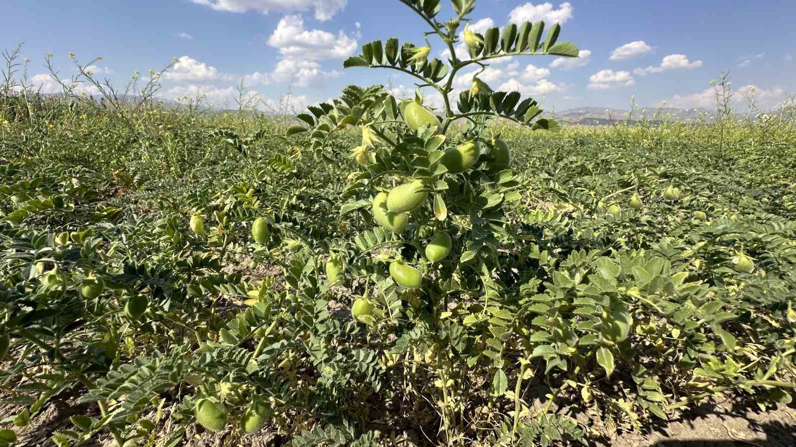 Yüksekova’da nohut bereketi