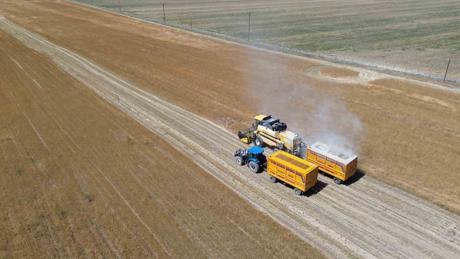 Bitlis’te buğday hasadı başladı
