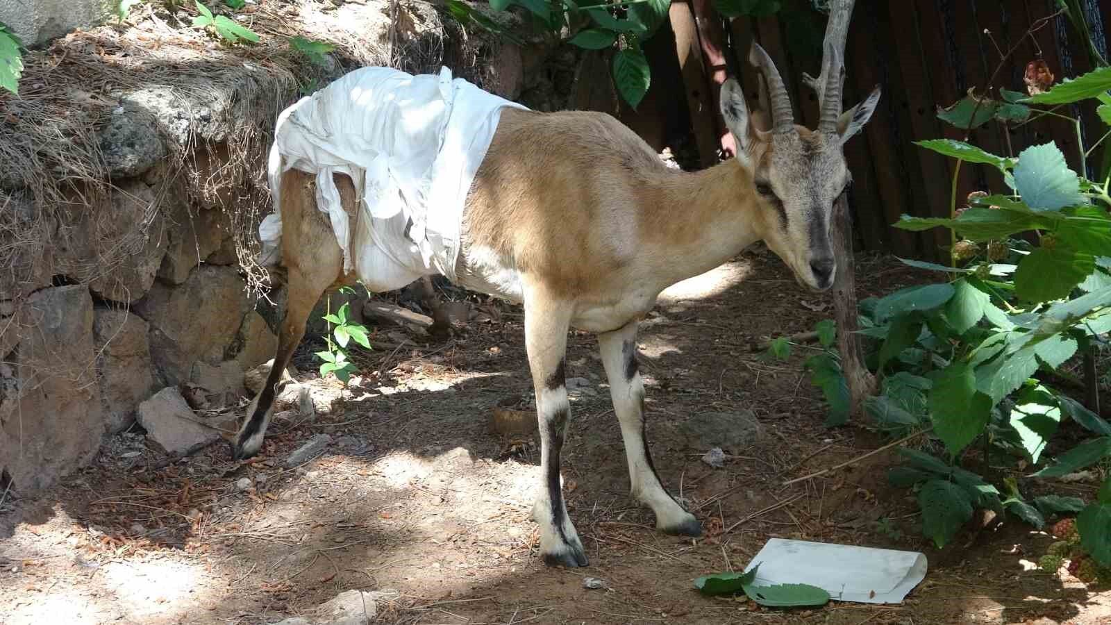 Jandarmanın bulduğu yaralı dağ keçisi tedavi edildi, koruma altına alındı