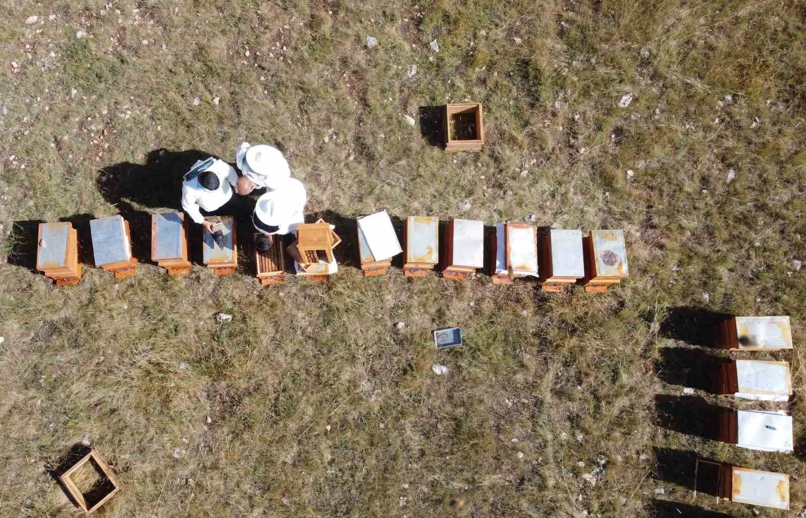 Sağım başladı: Şifa deposu sedir balı arıcıların yüzünü güldürdü