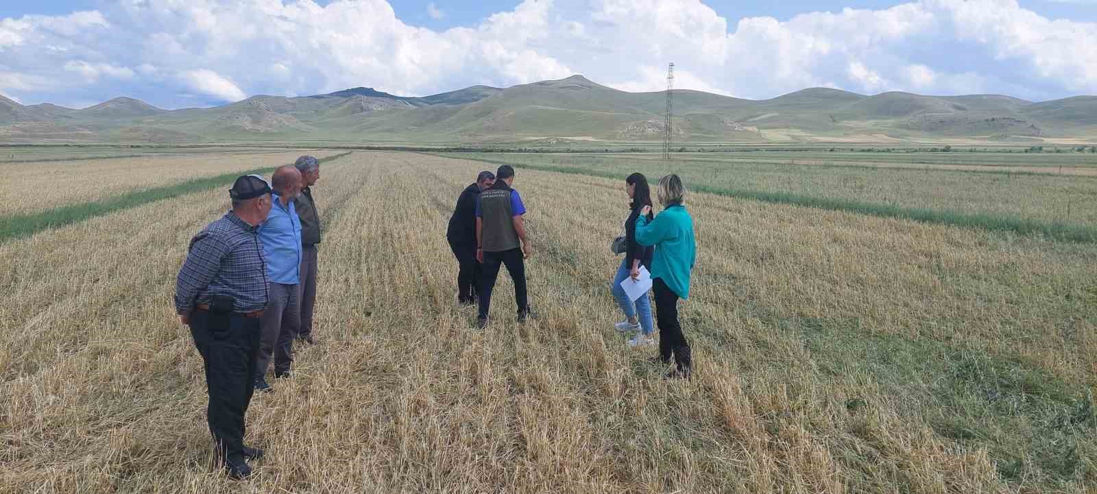 Kars’ta ekili araziler yağmurdan zarar gördü