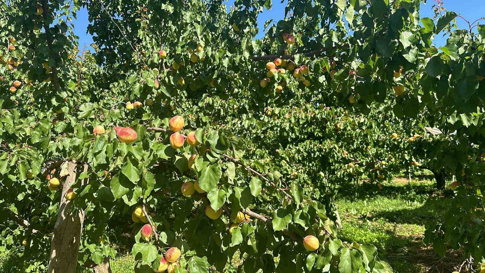 Kağızman’da sarı altın hasadı başladı